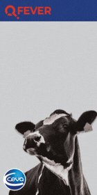 V2 NB Q Fever Veterinary Ireland Banner ad 140  280px   Vet Ireland June