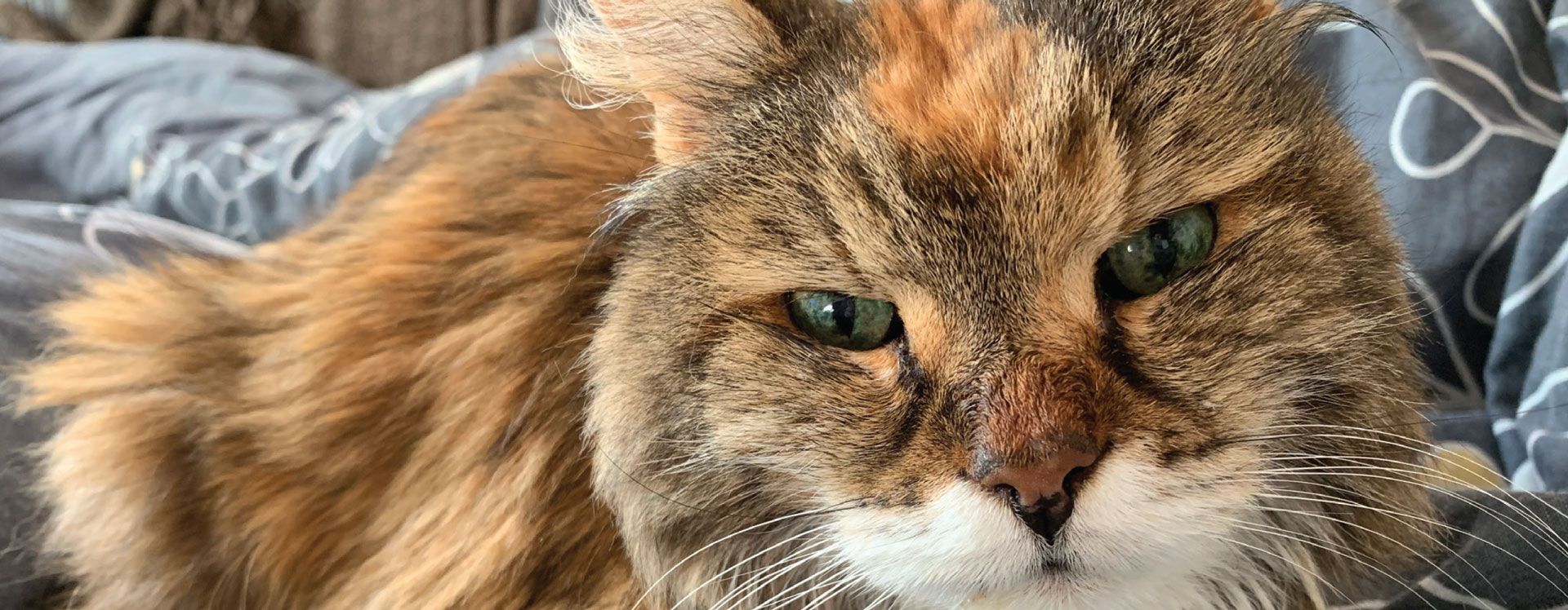 Cat ckd treatment hotsell
